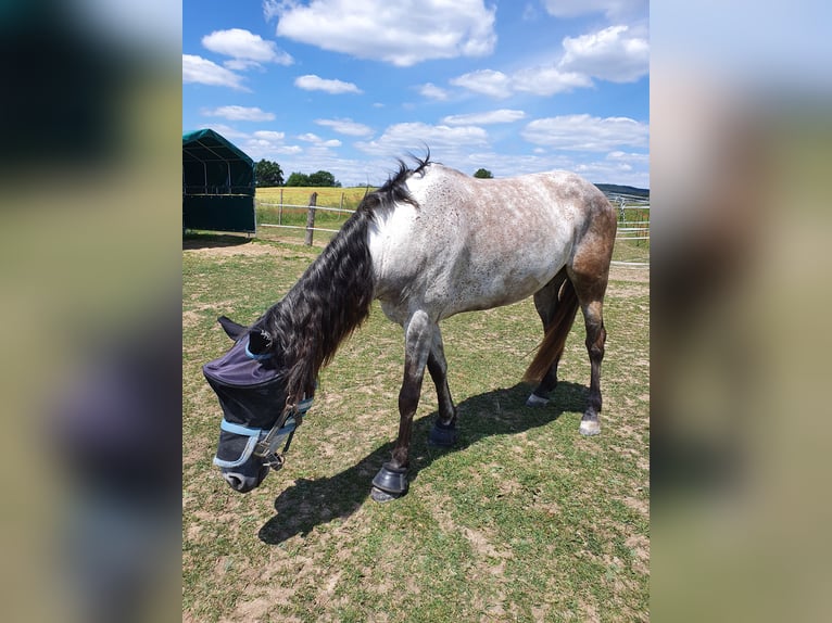 Andalusian Gelding 11 years 16 hh Gray-Fleabitten in Volkertshausen