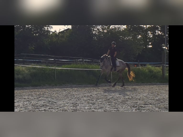 Andalusian Gelding 11 years 16 hh Gray-Fleabitten in Volkertshausen