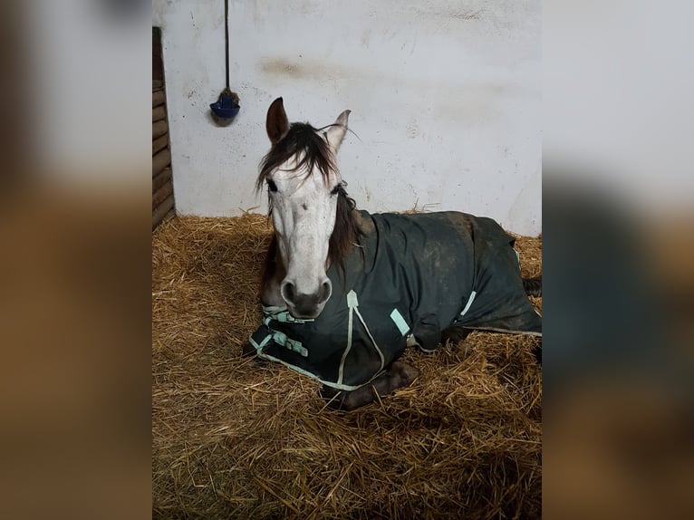 Andalusian Gelding 11 years 16 hh Gray-Fleabitten in Volkertshausen