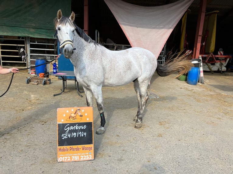 Andalusian Gelding 11 years 16 hh Gray-Fleabitten in Volkertshausen