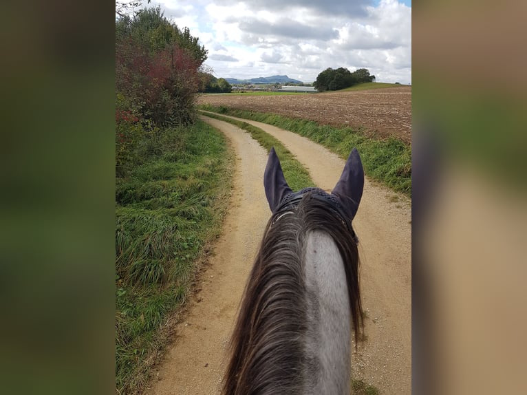 Andalusian Gelding 11 years 16 hh Gray-Fleabitten in Volkertshausen