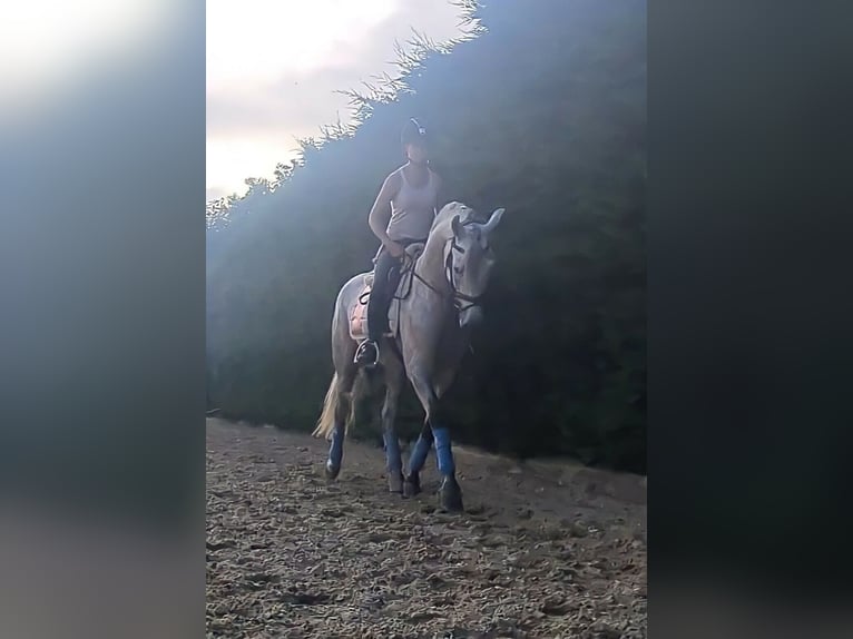 Andalusian Gelding 11 years 16 hh Grey in Espenau