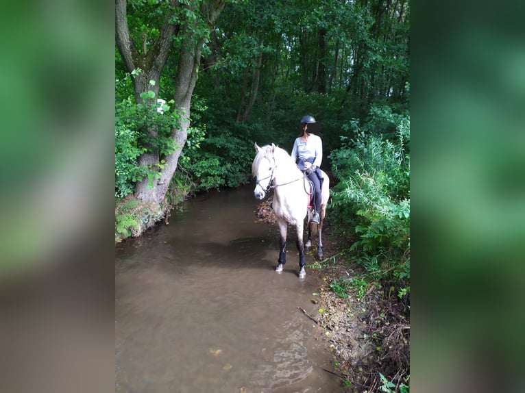 Andalusian Gelding 11 years 16 hh Grey in Espenau