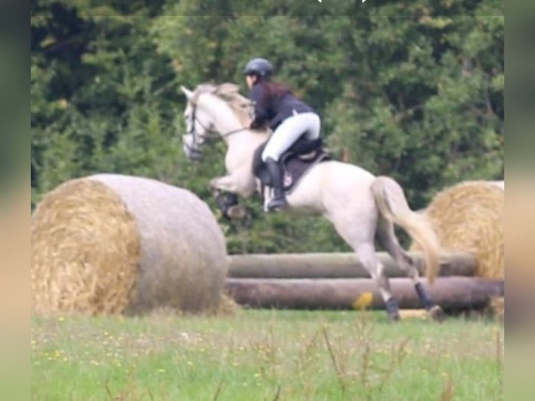 Andalusian Gelding 11 years 16 hh Grey in Espenau