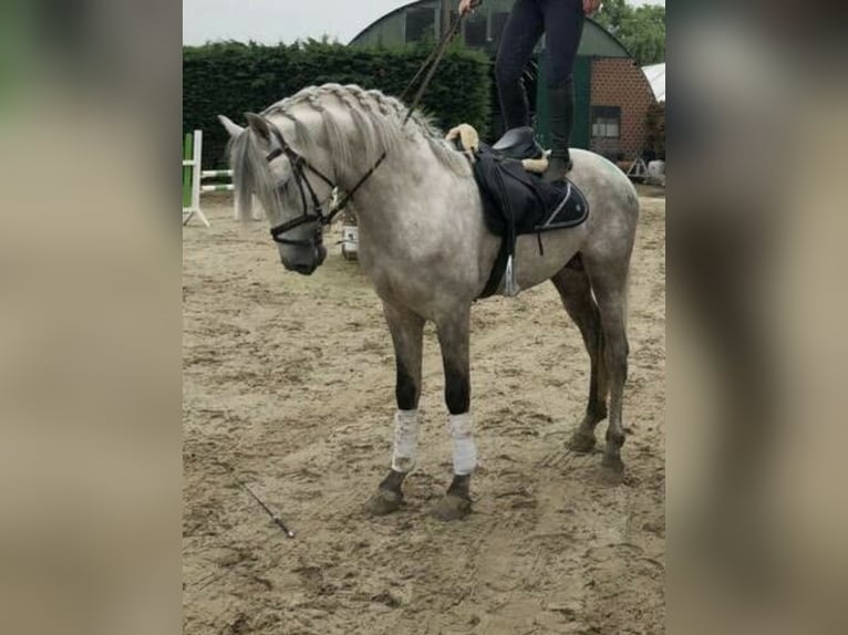 Andalusian Gelding 11 years 16 hh Grey in Espenau