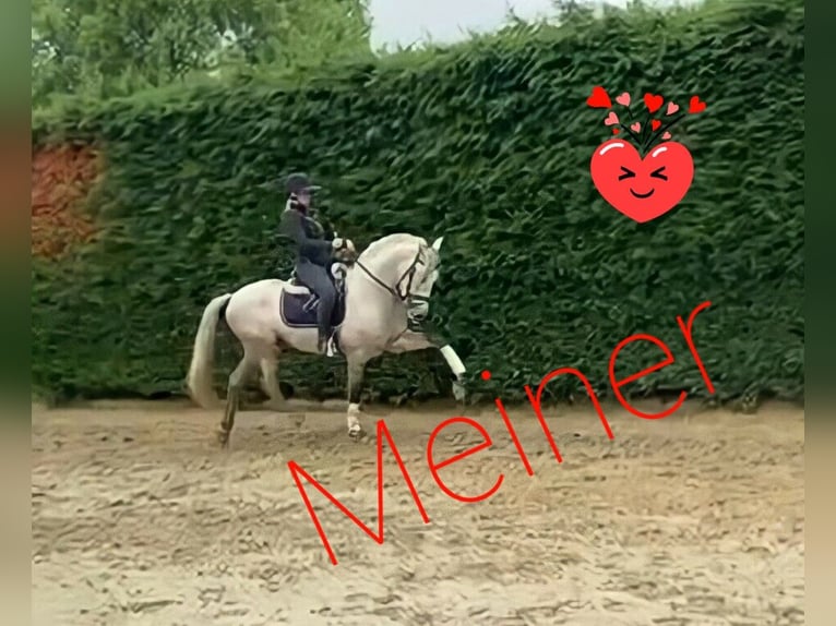 Andalusian Gelding 11 years 16 hh Grey in Espenau