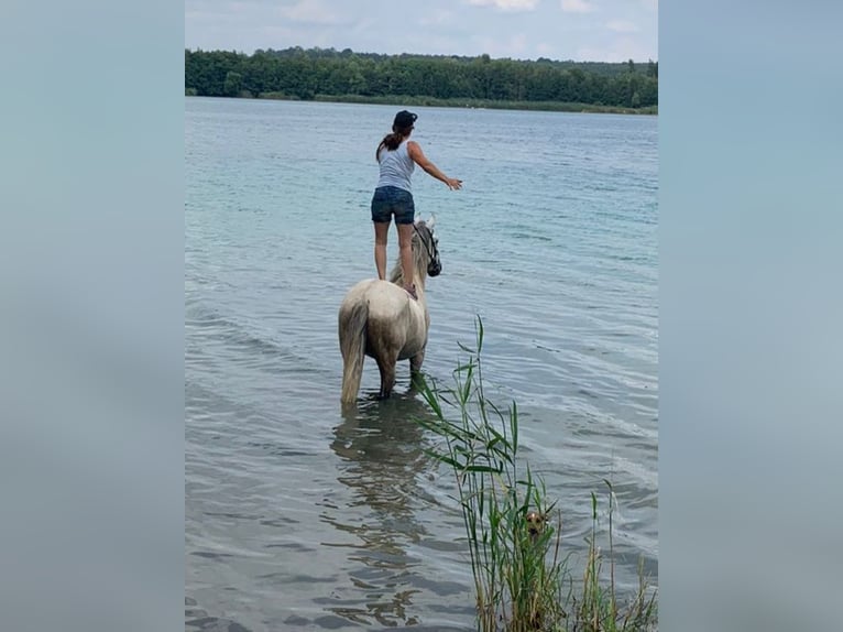 Andalusian Gelding 11 years 16 hh Grey in Espenau