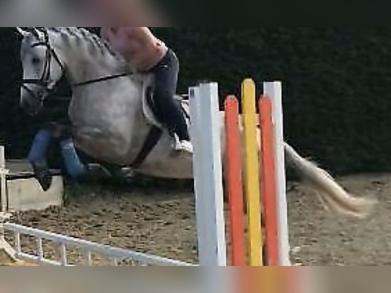 Andalusian Gelding 11 years 16 hh Grey in Espenau