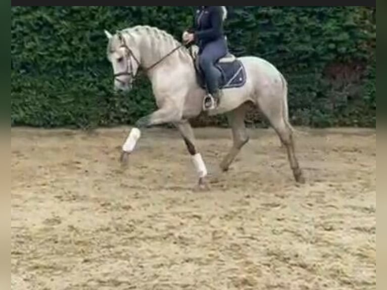 Andalusian Gelding 11 years 16 hh Grey in Espenau