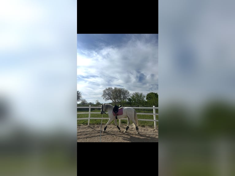 Andalusian Gelding 11 years White in Montegrosso