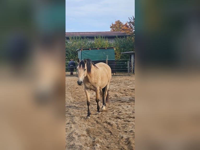 Andalusian Gelding 12 years 14.3 hh Dun in Bad Kissingen
