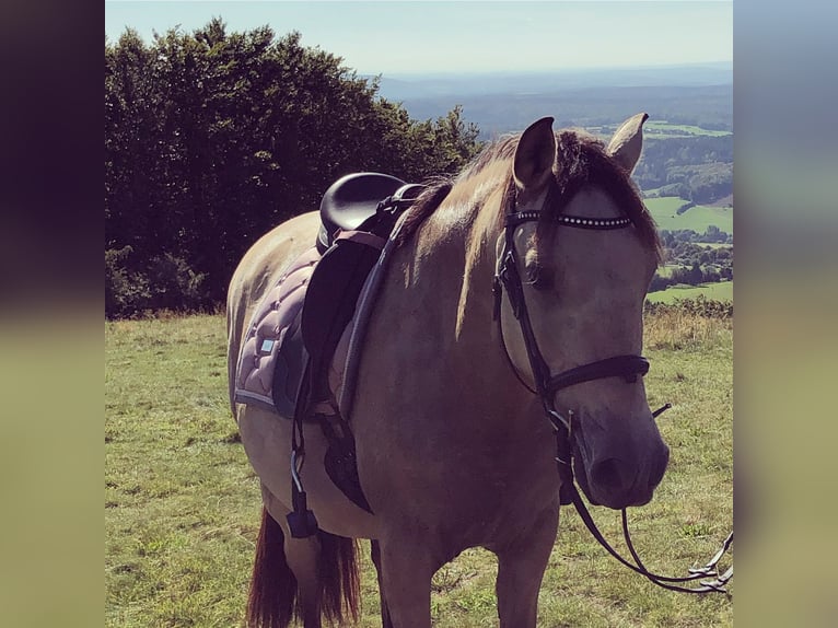 Andalusian Gelding 12 years 14.3 hh Dun in Bad Kissingen