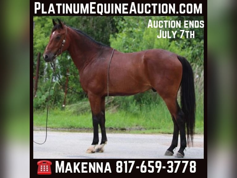 Andalusian Gelding 12 years 15,1 hh Bay in Stephenville TX