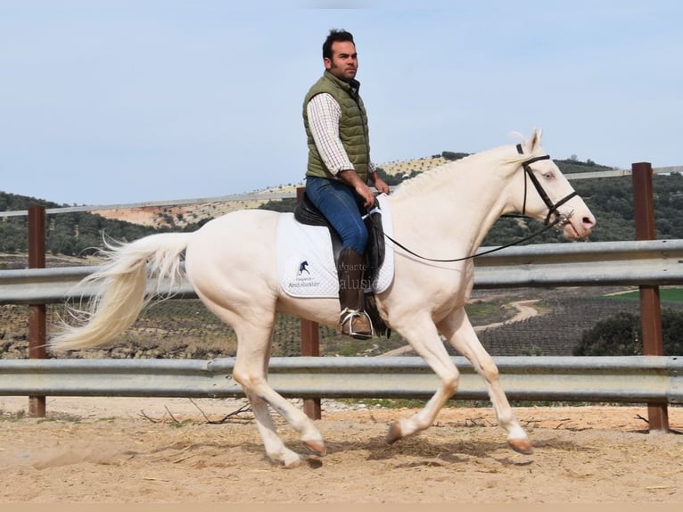 Andalusian Gelding 12 years 15,1 hh Cremello in Provinz Cordoba