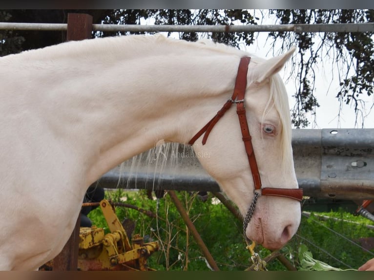 Andalusian Gelding 12 years 15,1 hh Cremello in Provinz Cordoba