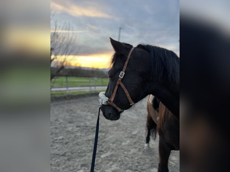 Andalusian Gelding 12 years 15,2 hh Black in Wolfwil