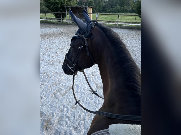 Andalusian Gelding 12 years 15,2 hh Black in Wolfwil