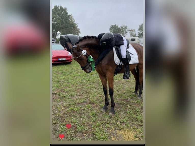 Andalusian Gelding 12 years 15,2 hh Brown in Hamburg