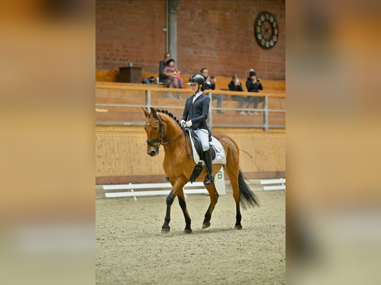 Andalusian Gelding 12 years 15,2 hh Brown in Hamburg