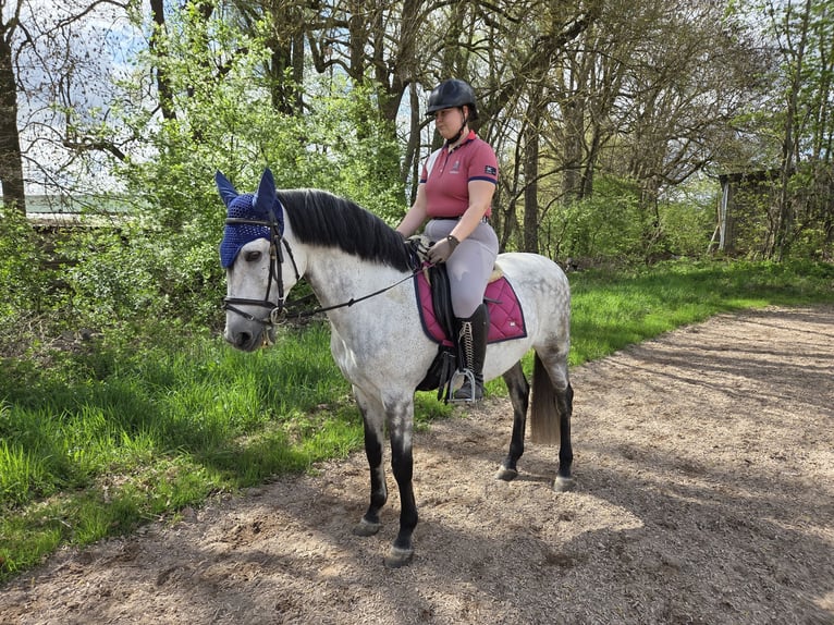 Andalusian Gelding 12 years 15.2 hh Grey-Dapple in Neuburg an der Donau