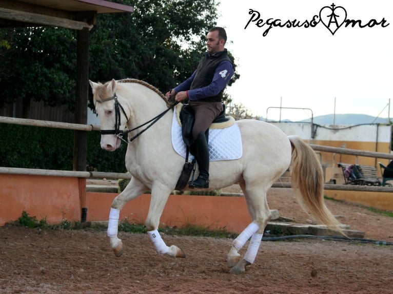 Andalusian Gelding 12 years 15,2 hh Perlino in Valencia