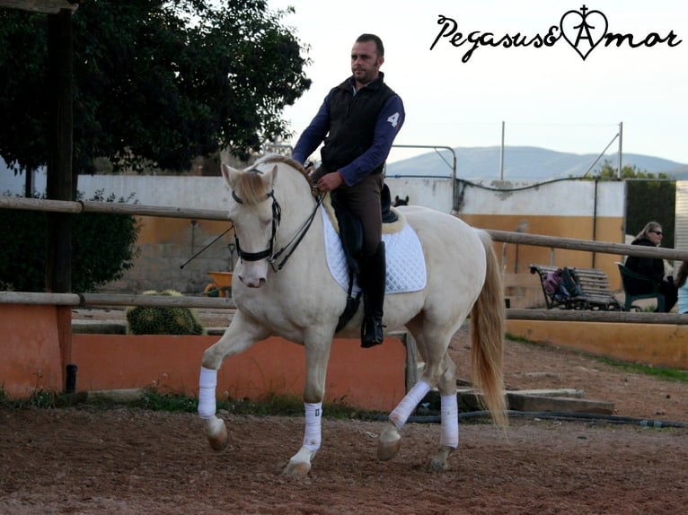 Andalusian Gelding 12 years 15,2 hh Perlino in Valencia