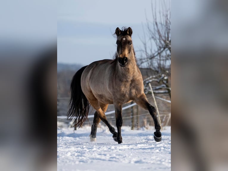Andalusian Gelding 12 years 15,3 hh Dun in Schöffengrund