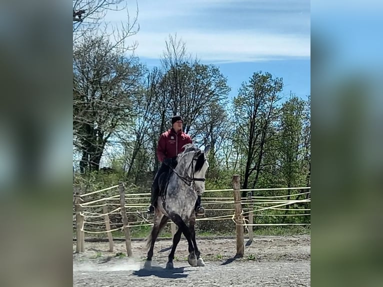 Andalusian Mix Gelding 12 years 16,1 hh Gray in Cerknica