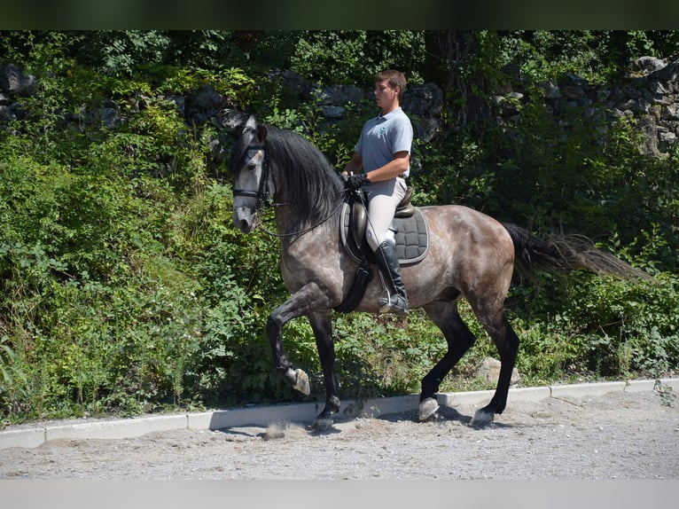Andalusian Mix Gelding 12 years 16,1 hh Gray in Cerknica