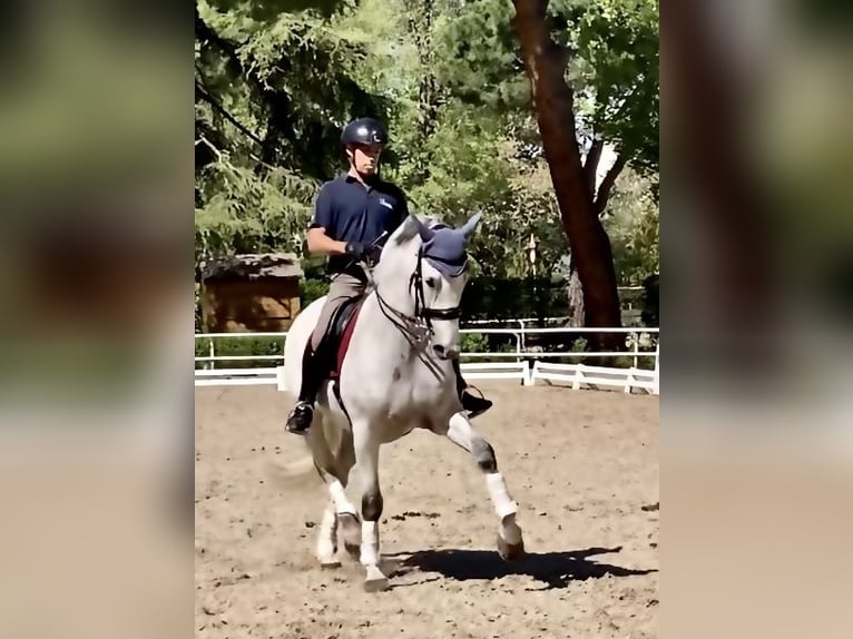 Andalusian Gelding 12 years 16,1 hh Gray in Madrid