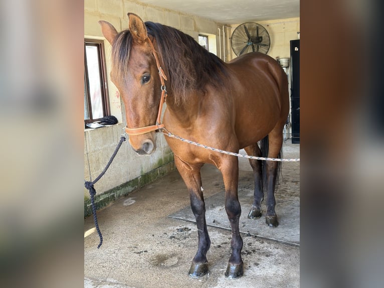 Andalusian Gelding 12 years 16.2 hh Bay in SIGGIEWI