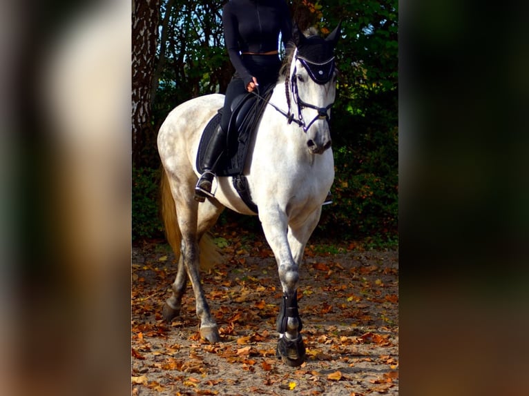 Andalusian Gelding 12 years 16,2 hh Gray-Dapple in Versmold