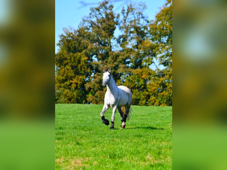 Andalusian Gelding 12 years 16,2 hh Gray-Dapple in Versmold