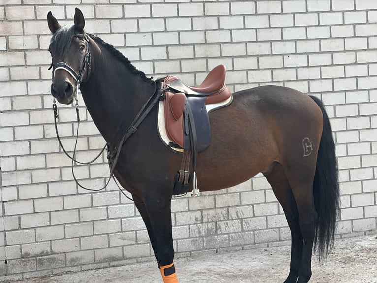 Andalusian Gelding 12 years 16 hh Brown in Madrid