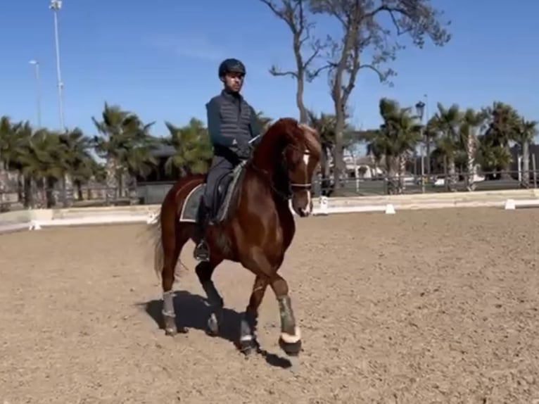 Andalusian Mix Gelding 12 years 16 hh Chestnut in Zaragoza