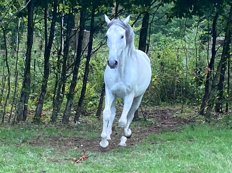 Andalusian Gelding 12 years 16 hh Gray in Neuruppin