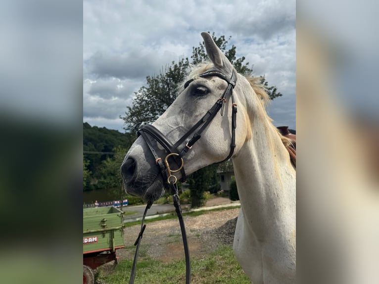 Andalusian Gelding 12 years 16 hh Grey in Friedberg