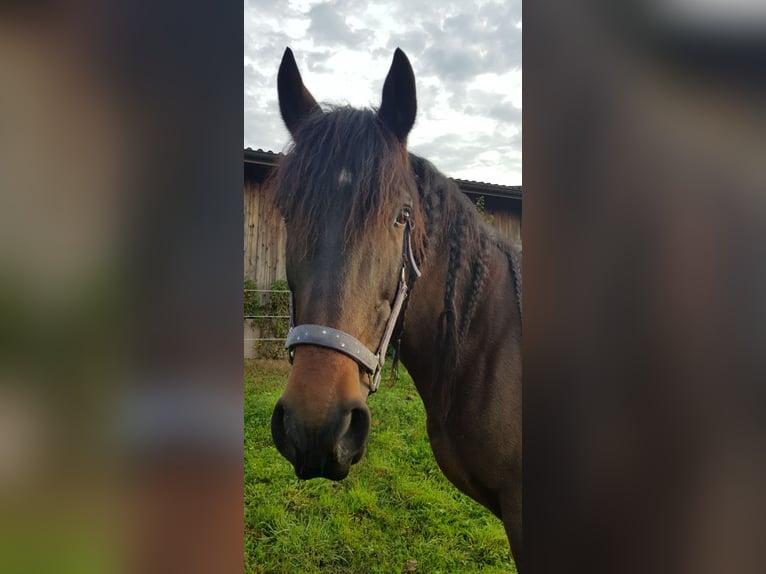 Andalusian Gelding 12 years 16 hh in Grafstal