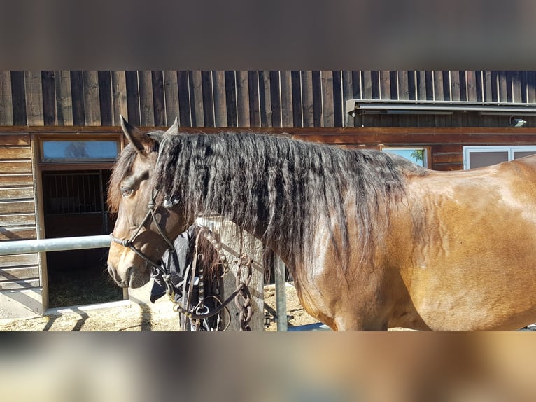 Andalusian Gelding 12 years 16 hh in Grafstal