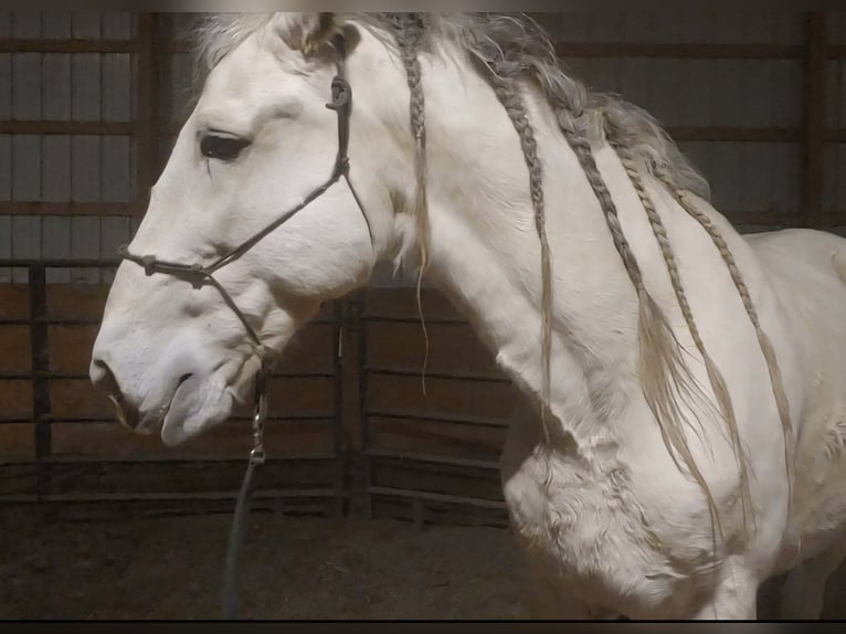 Andalusian Gelding 12 years 17 hh Grey in Westerlo