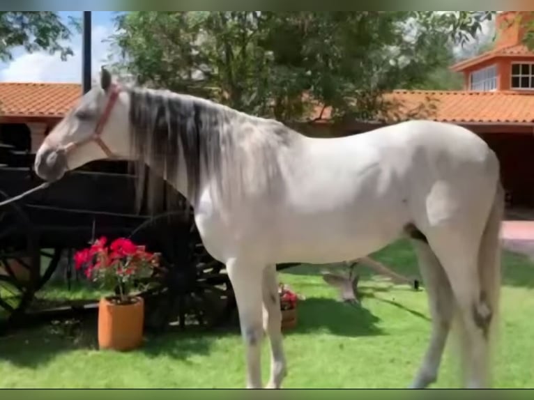 Andalusian Gelding 12 years 17 hh Grey in Westerlo