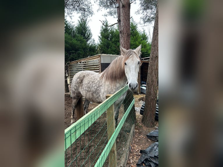Andalusian Gelding 12 years 17 hh White in Mol