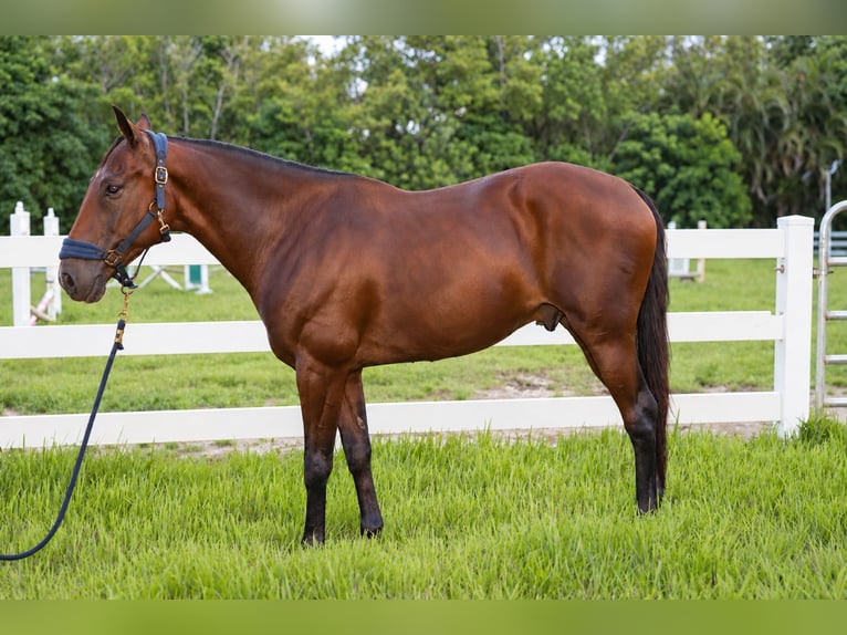 Andalusian Mix Gelding 12 years Bay in Fort Lauderdale