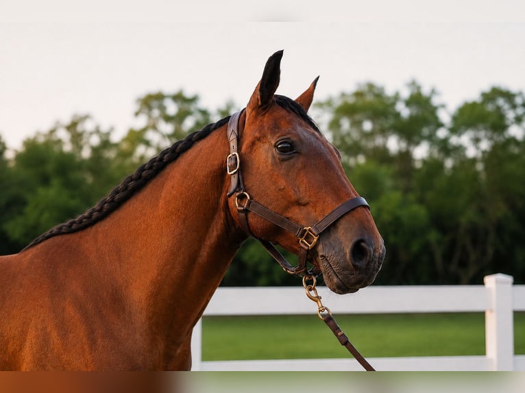 Andalusian Mix Gelding 12 years Bay in Fort Lauderdale