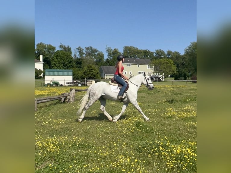 Andalusian Mix Gelding 12 years Gray in Granville, MA