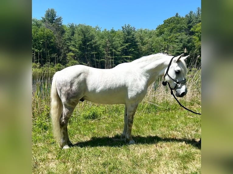 Andalusian Mix Gelding 12 years Gray in Granville, MA