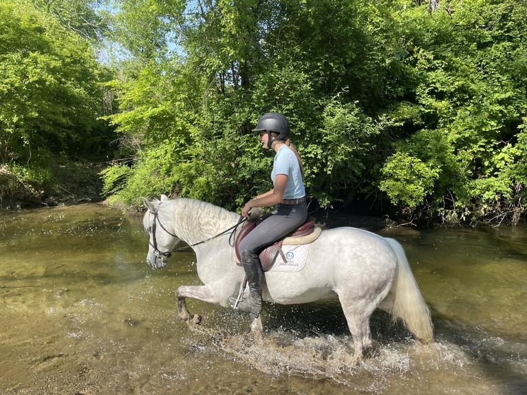 Andalusian Mix Gelding 12 years Gray in Granville, MA