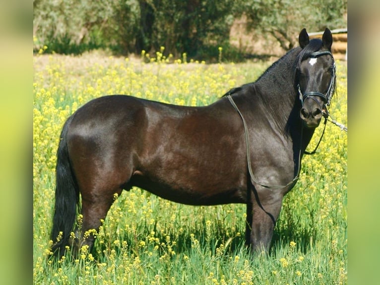 Andalusian Mix Gelding 13 years 14,1 hh Black in Mijas