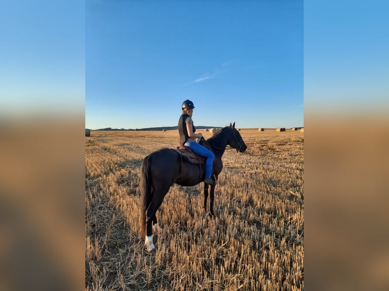 Andalusian Gelding 13 years 14,2 hh Bay-Dark in Bad Sooden-Allendorf