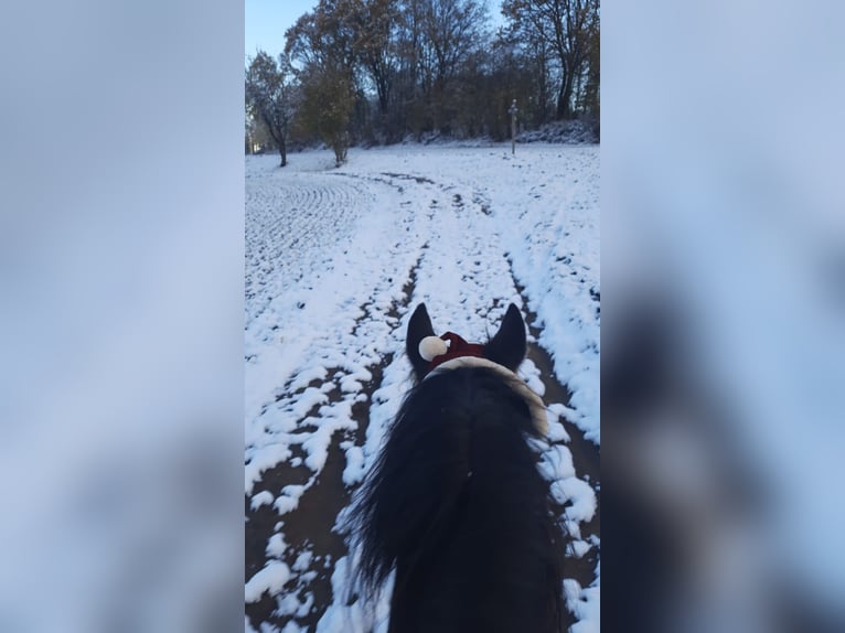 Andalusian Gelding 13 years 14,2 hh Bay-Dark in Bad Sooden-Allendorf